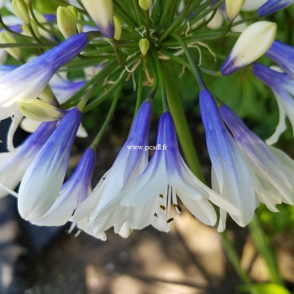 Agapanthus Twister (4)