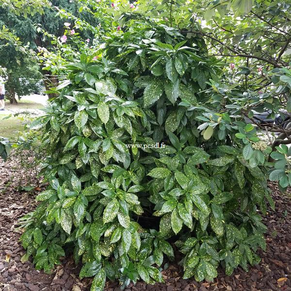 Aucuba japonica Crotonifolia (1)