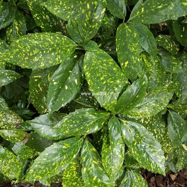 Aucuba japonica Crotonifolia (3)