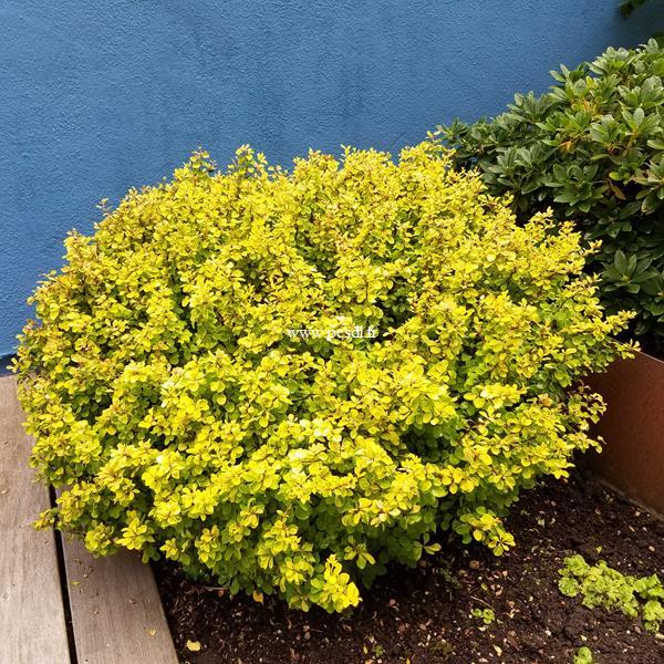 Berberis thunbergii Tiny Gold