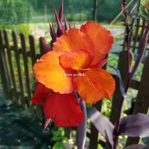 Canna Tropicanna Black (1)