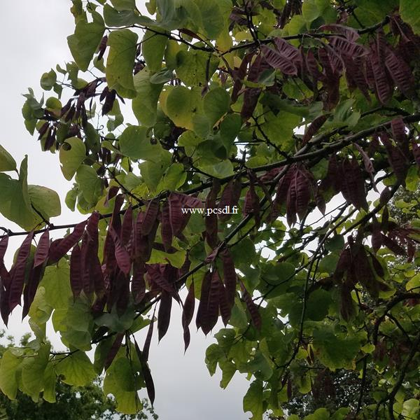 Cercis siliquastrum (1)