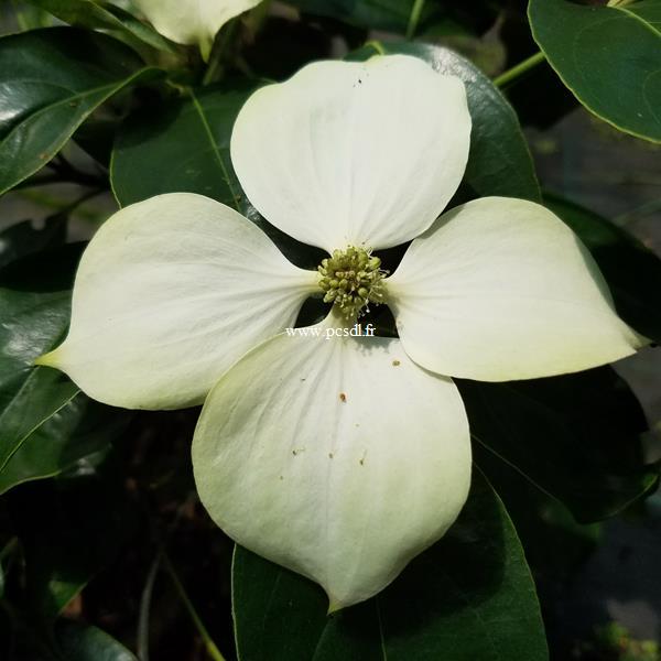 Cornus hongkongensis Summer Flair (2)