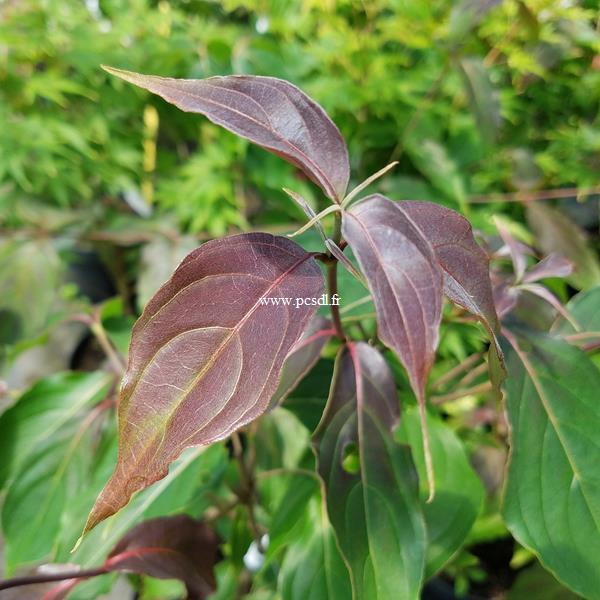 Cornus kousa Copacabana (1)