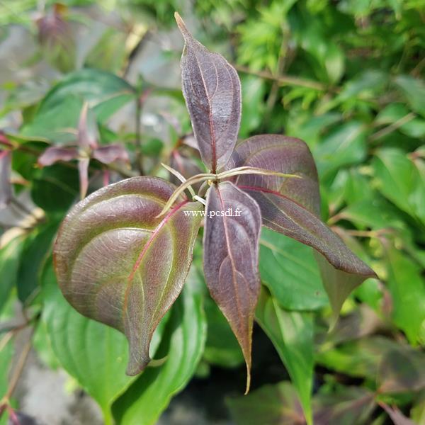 Cornus kousa Copacabana (2)