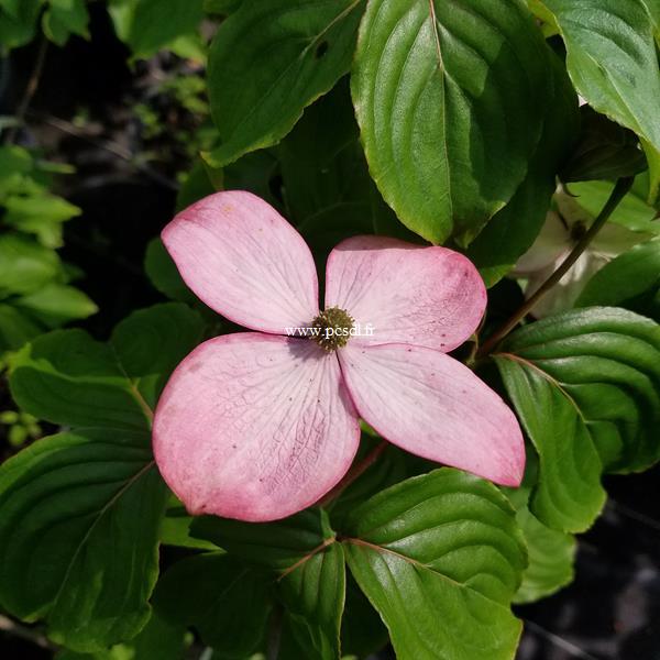 Cornus kousa Satomi (3)