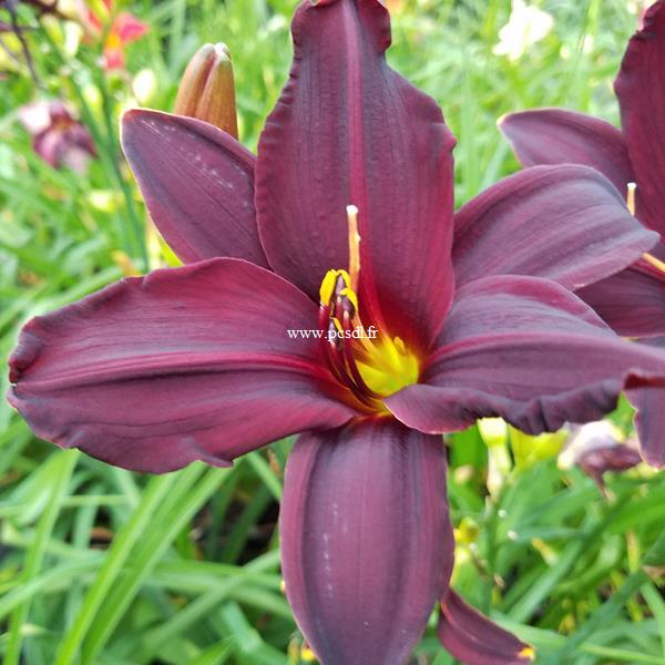 Hemerocallis American Revolution (2)