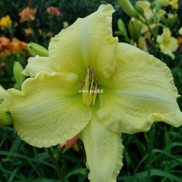 Hemerocallis Hudson Valley