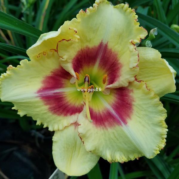 Hemerocallis Monterey Jack (2)