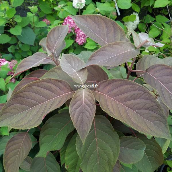 Hydrangea aspera Hot Chocolate (1)