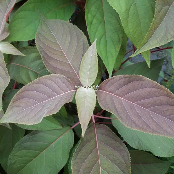 Hydrangea aspera Hot Chocolate (2)