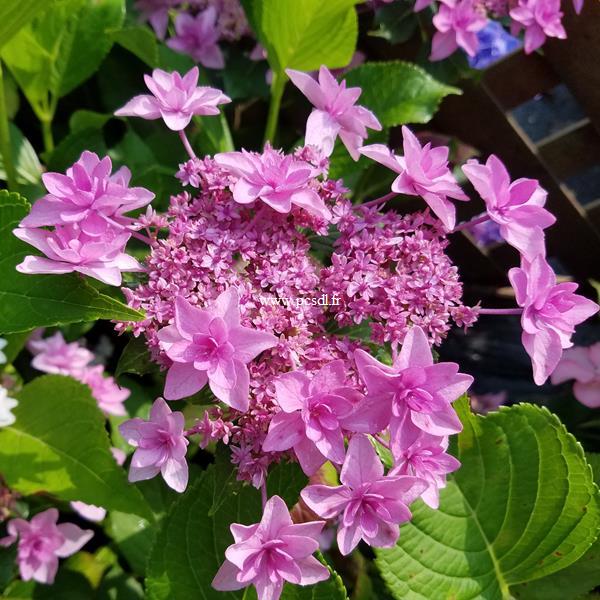 Hydrangea macrophylla Mikawa-yae (2)