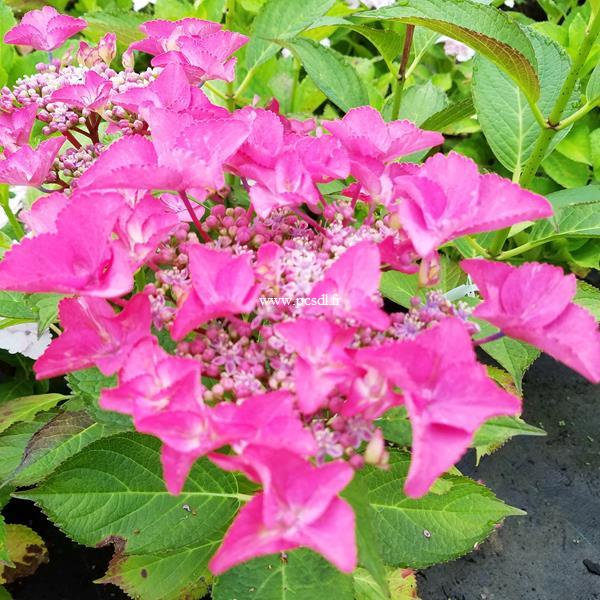 Hydrangea macrophylla Shining Angel (2)