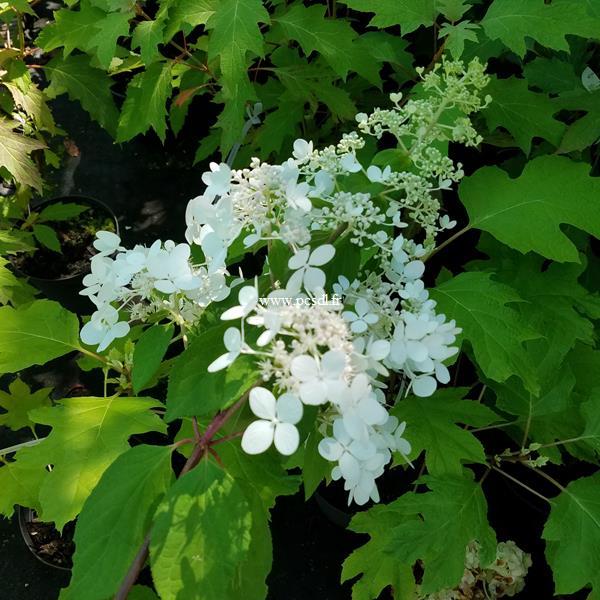 Hydrangea paniculata Angel Light (2)