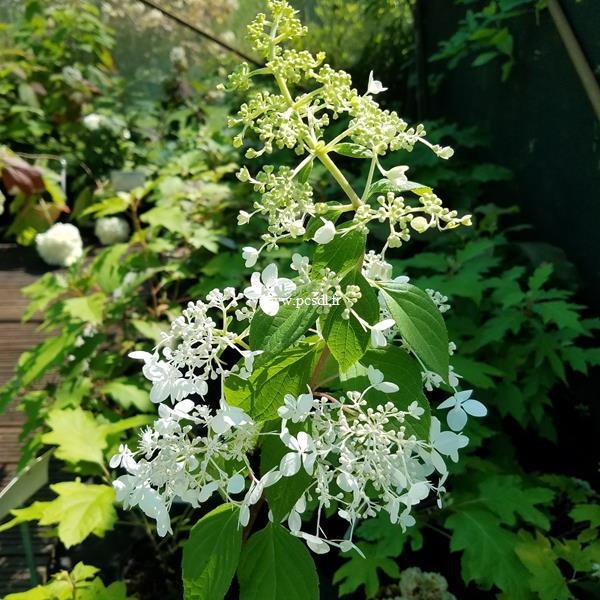 Hydrangea paniculata Angel Light (1)