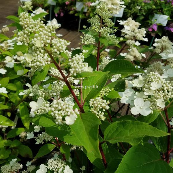 Hydrangea paniculata Early Harry (1)