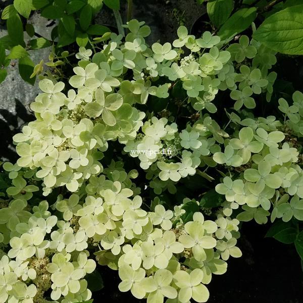 Hydrangea paniculata Pole Star (1)