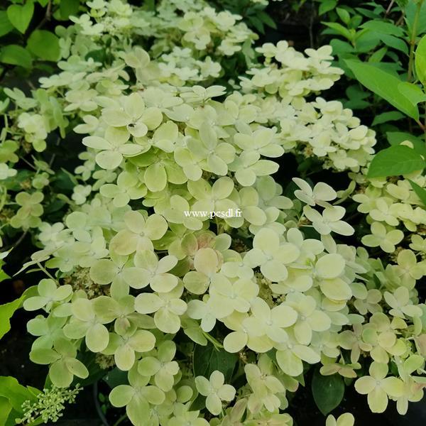 Hydrangea paniculata Pole Star (2)