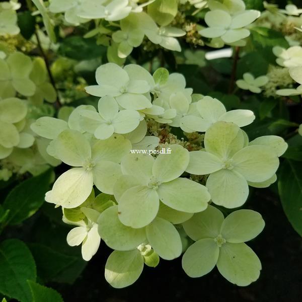 Hydrangea paniculata Pole Star (3)