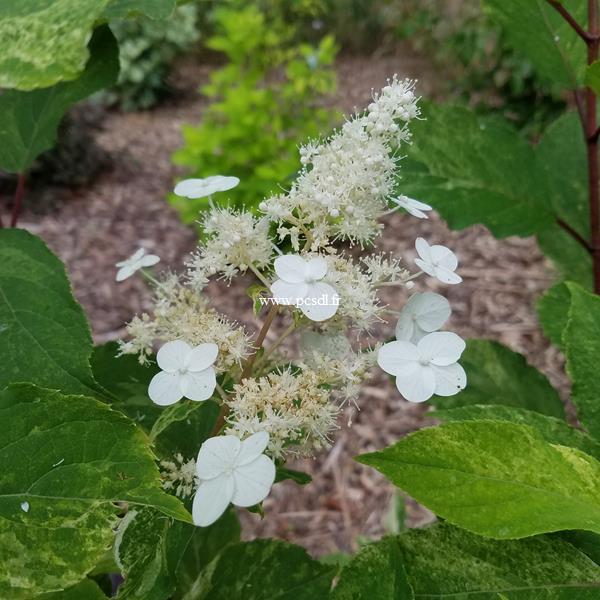 Hydrangea paniculata Shikoku Flash (1)