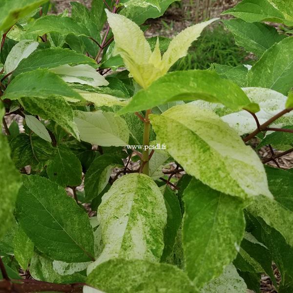 Hydrangea paniculata Shikoku Flash (2)