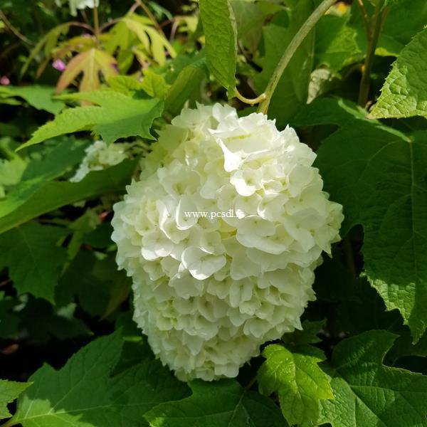 Hydrangea quercifolia Gatsby Moon