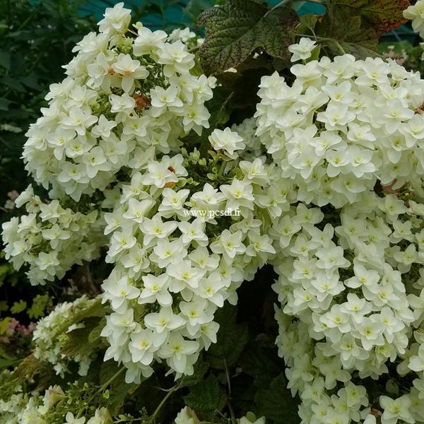 Hydrangea quercifolia Snowflake (3)