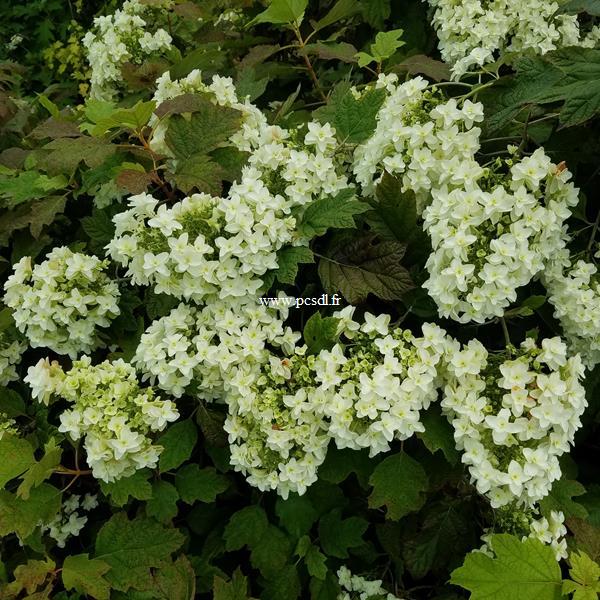 Hydrangea quercifolia Snowflake (1)