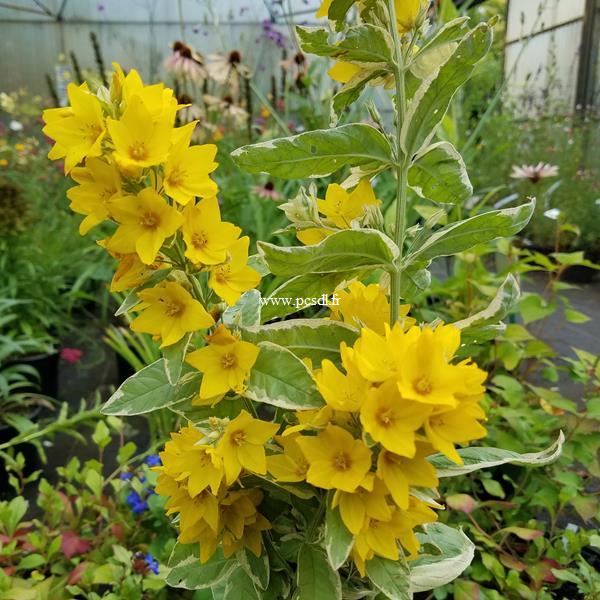 Lysimachia Alexander (2)