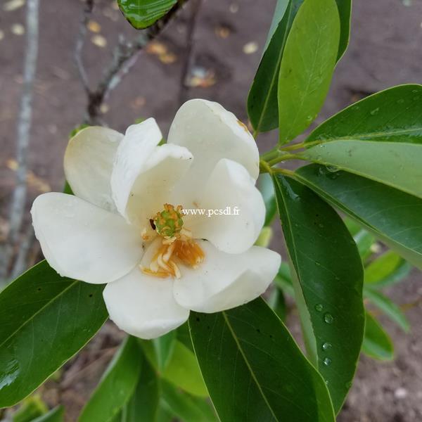 Magnolia virginiana