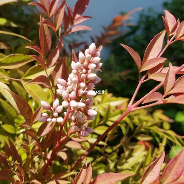 Nandina domestica Obsessed (1)