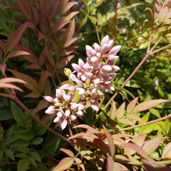 Nandina domestica Obsessed (2)