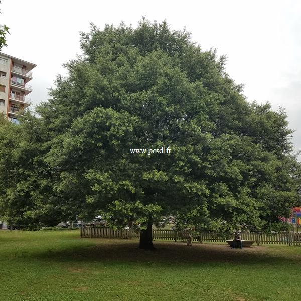 Quercus ilex (1)
