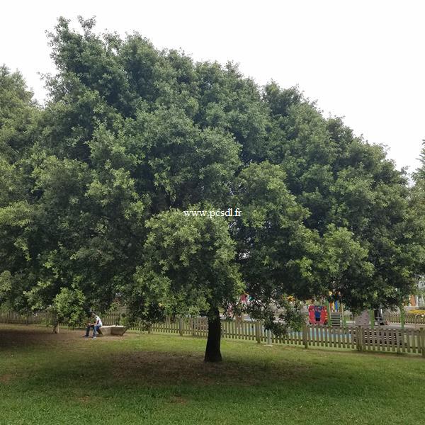 Quercus ilex (3)