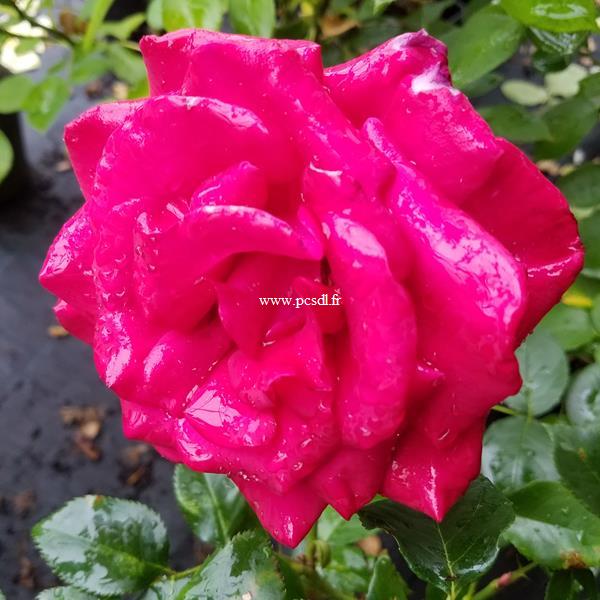 Rosa Le Grand Huit
