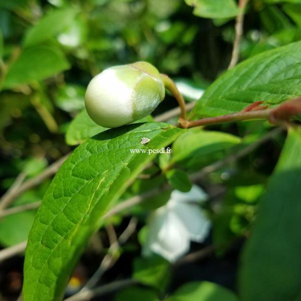 Stewartia pseudocamellia (5)