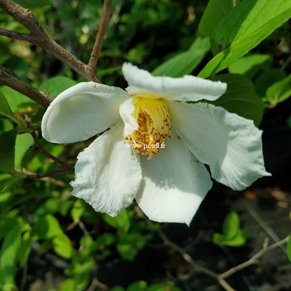 Stewartia pseudocamellia (2)