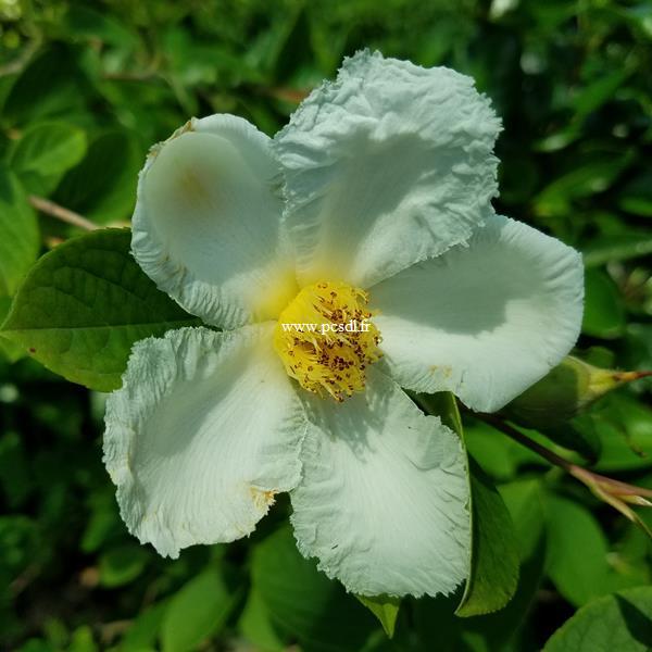 Stewartia pseudocamellia (3)