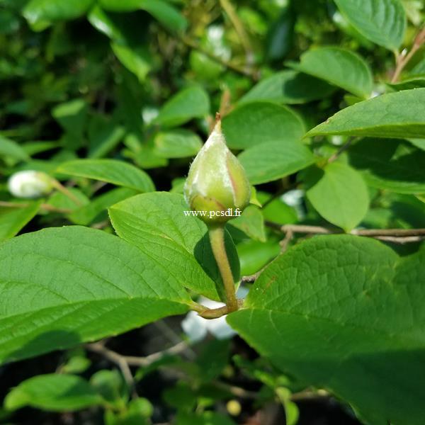 Stewartia pseudocamellia (4)