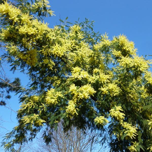 Acacia dealbata (2)