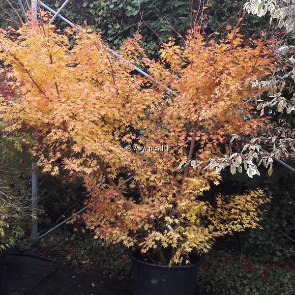 Acer palmatum Sangokaku