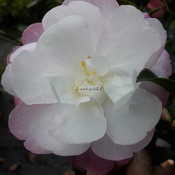 Camellia sasanqua Sayaka (3)