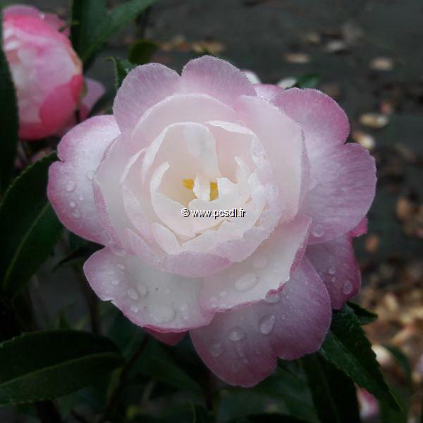 Camellia sasanqua Sayaka (2)