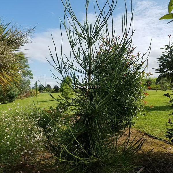 Cryptomeria japonica Araucarioides