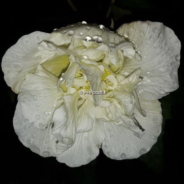 Hibiscus mutabilis Futuna (4)