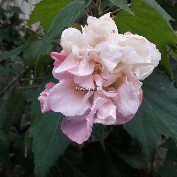 Hibiscus mutabilis Wallis (1)
