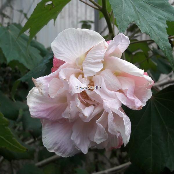 Hibiscus mutabilis Wallis (2)