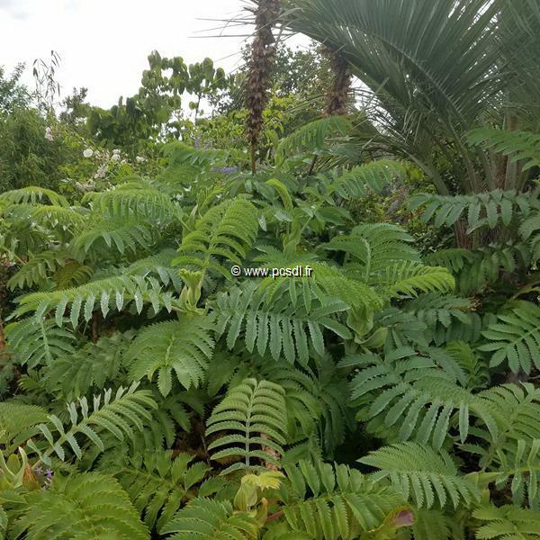 Melianthus major