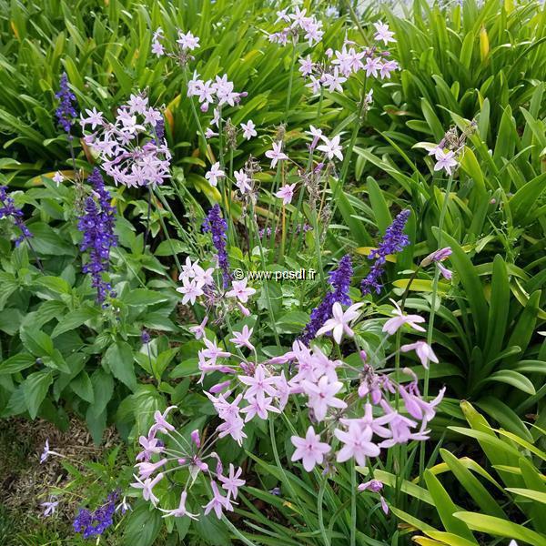 Tulbaghia violacea (3)