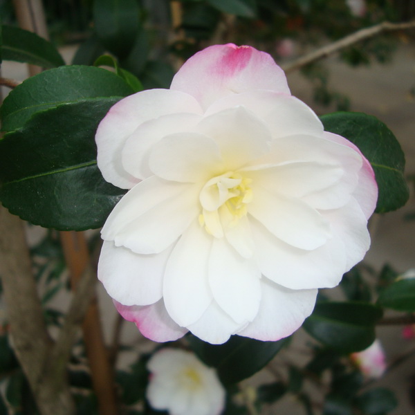 Camellia sasanqua Blush
